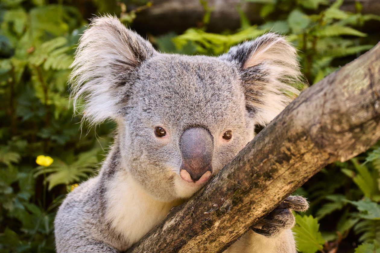 Bezoek de enige koala's in Nederland