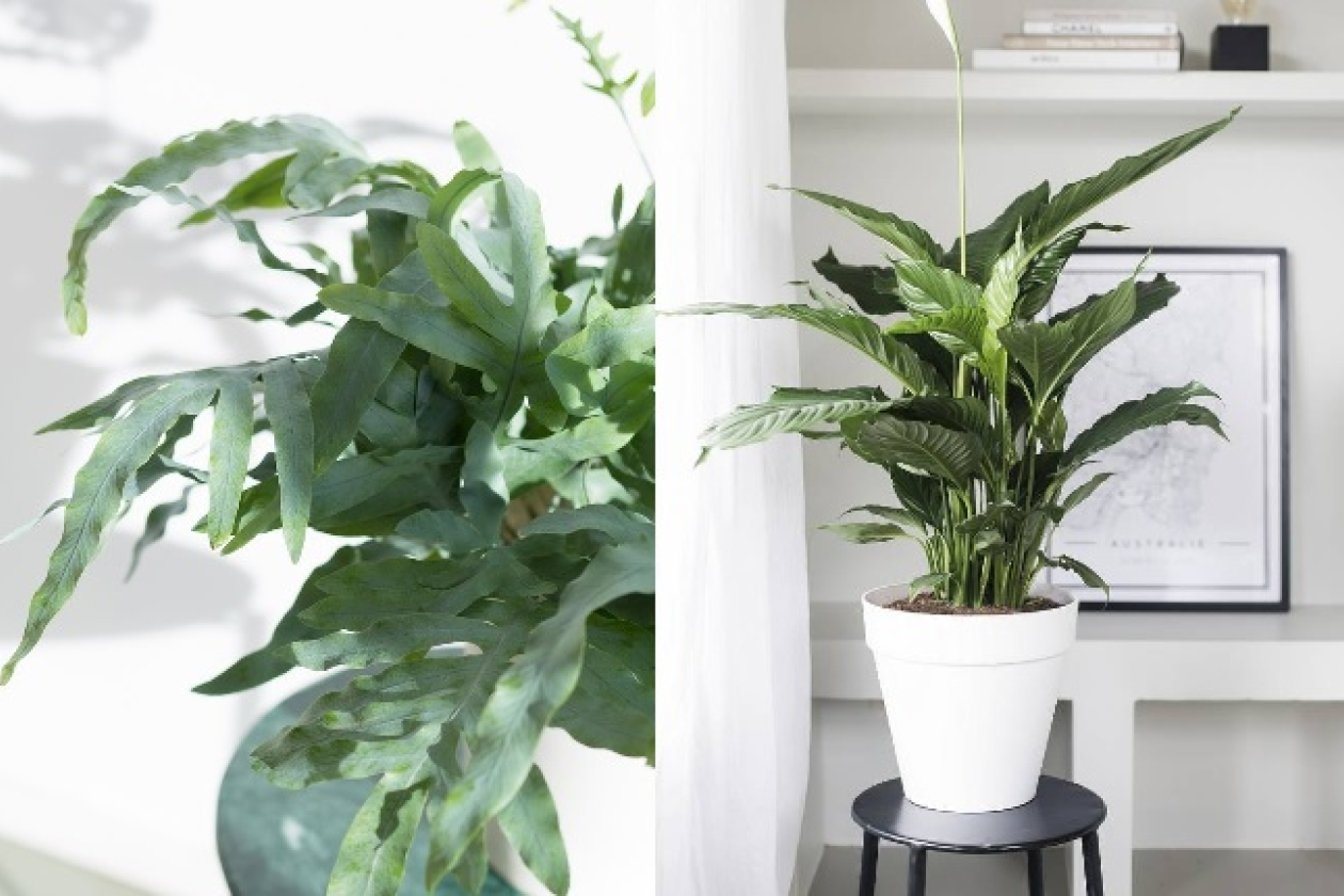 planten_.jpg " src=