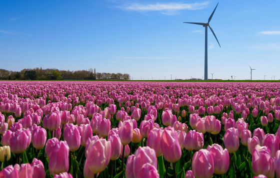 Flevoland