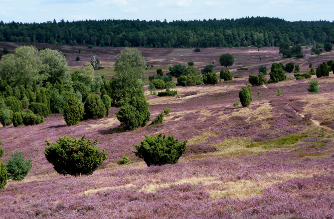 20211025-heide.jpg