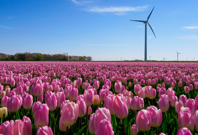 Flevoland